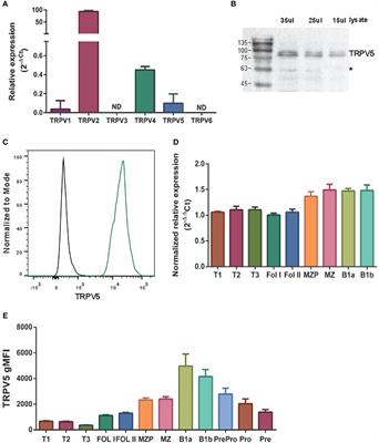 The ion channel TRPV5 regulates B-cell signaling and activation